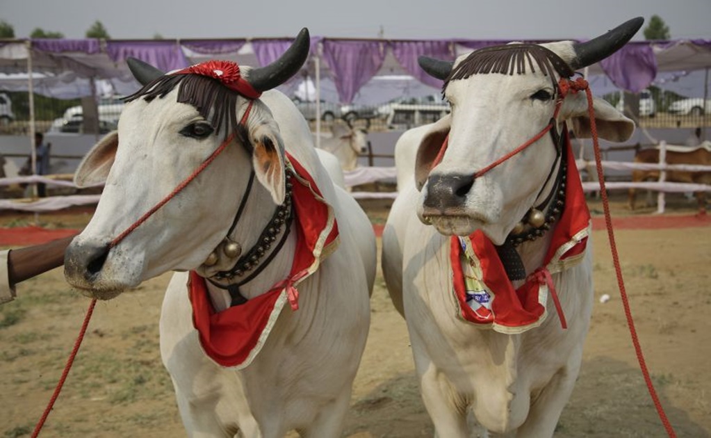 India: Realizan concurso de belleza de vacas 