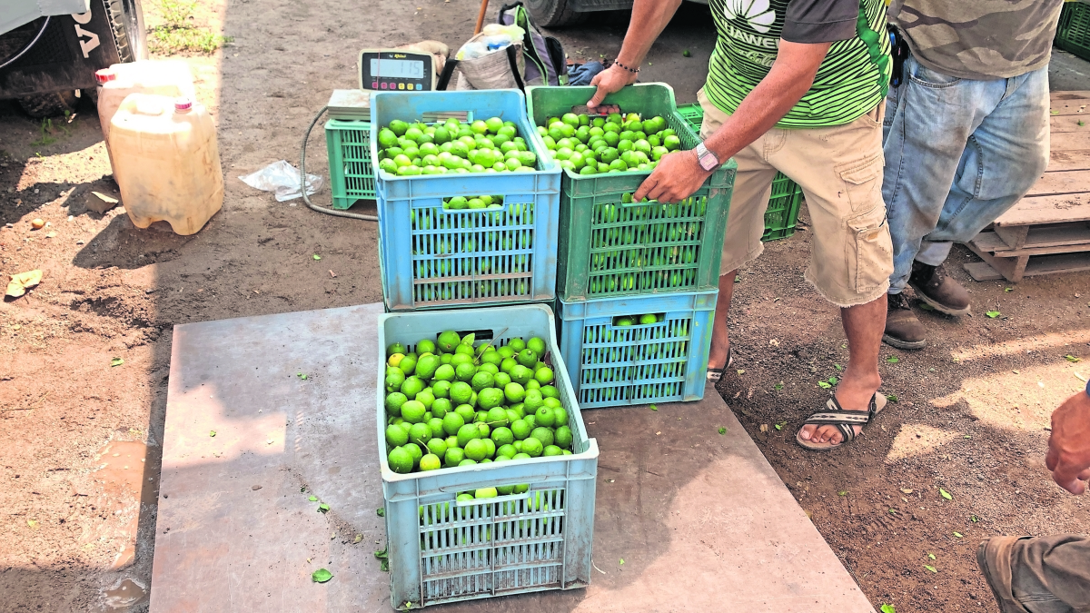 Michoacán: Detienen a “La Peggy”, encargado de cobrar extorsión a limoneros para Los Viagras