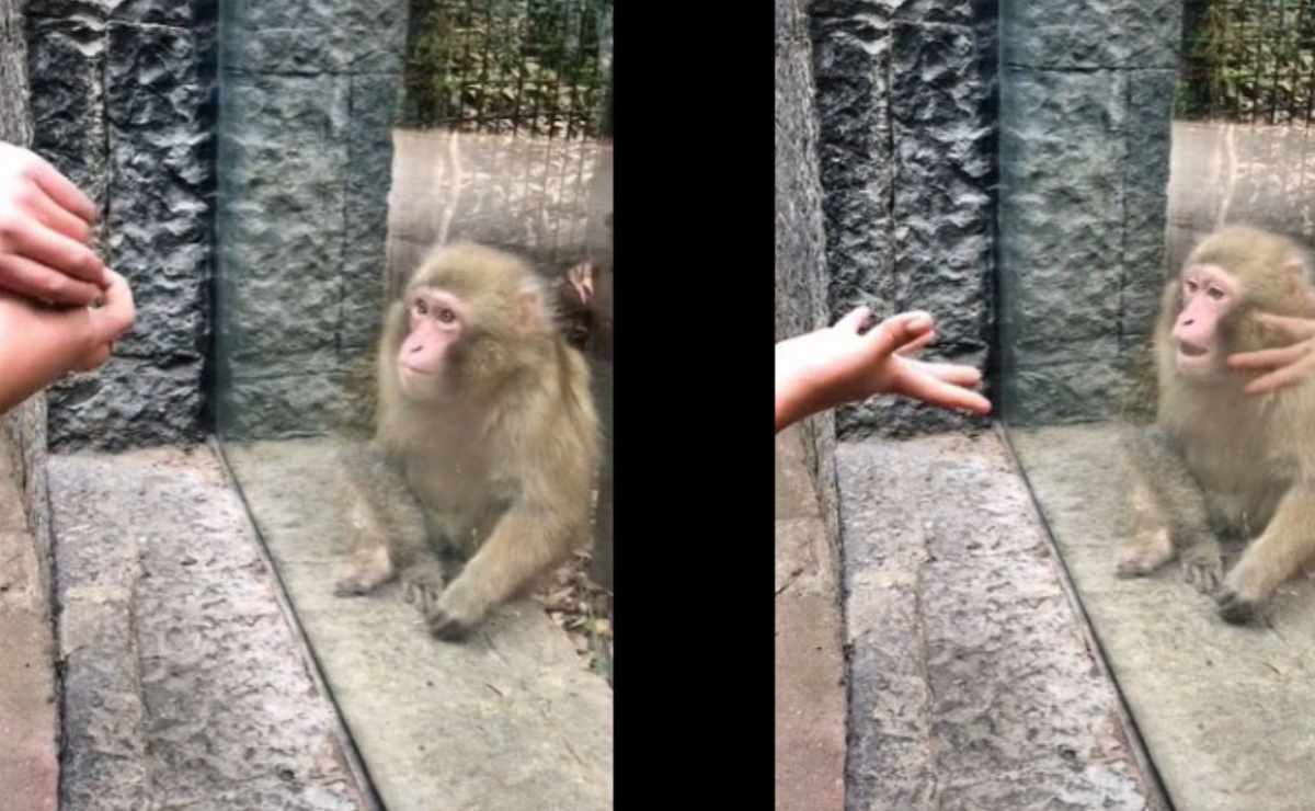 ¡Abracadabra! Sorprenden a mono con truco de magia en Chapultepec 