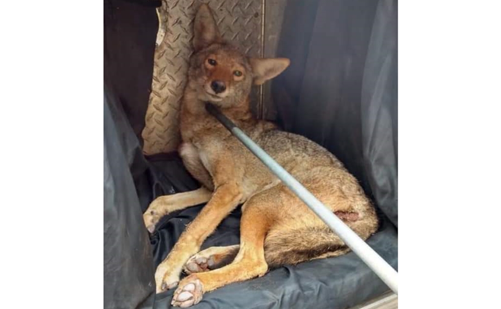 Bomberos rescatan a coyote atropellado en autopista de Zacatecas