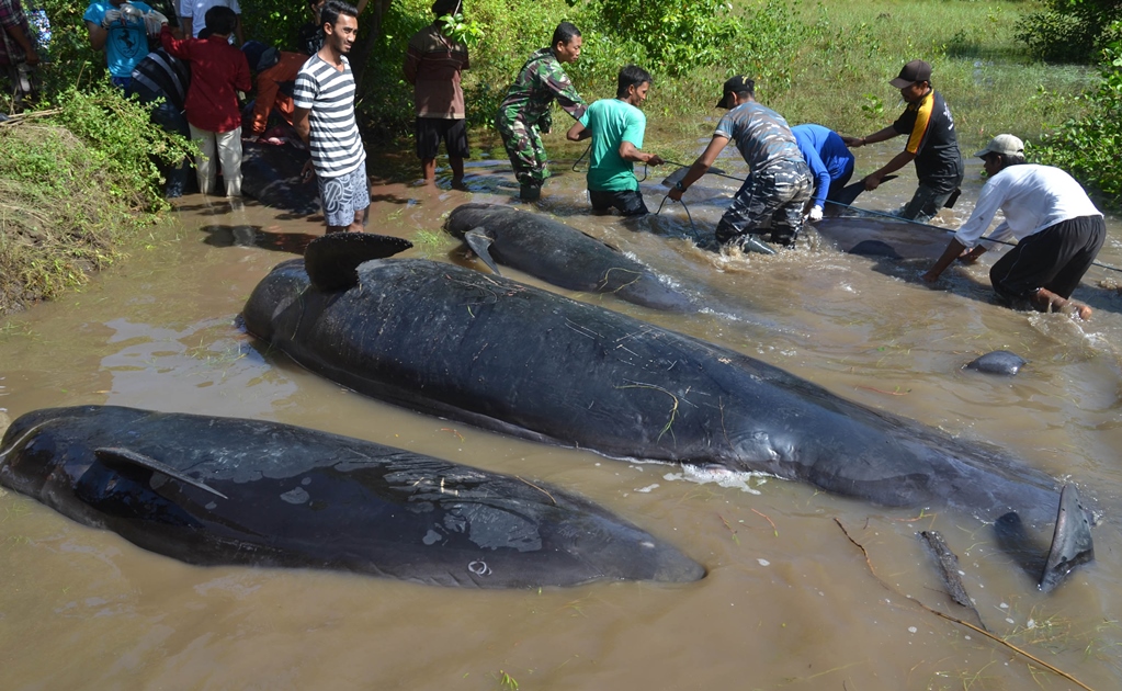 Mueren 10 ballenas en playa de Indonesia 