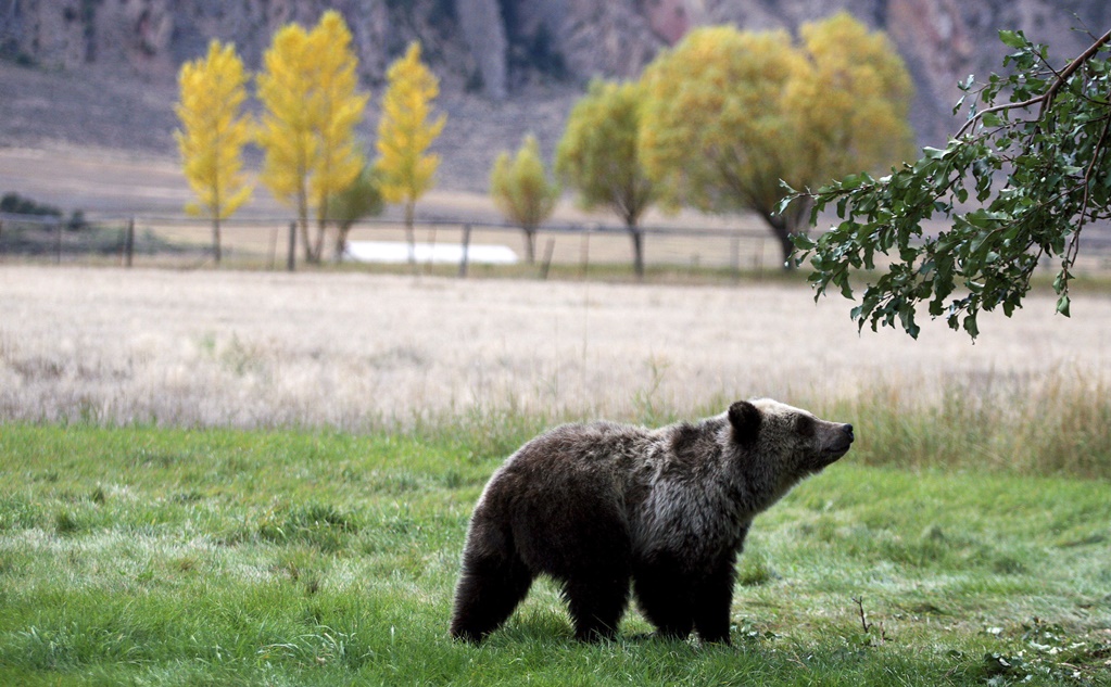 Juez cancela cacería "legal" de oso grizzly en parque Yellowstone, EU