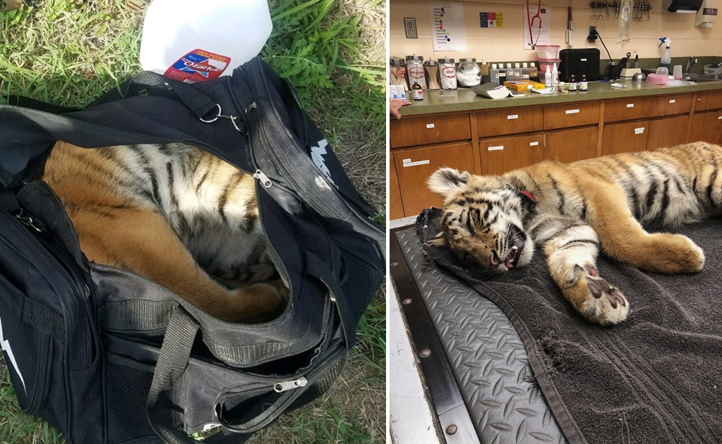 Contrabandistas abandonan a cachorro de tigre en la frontera Texas-México