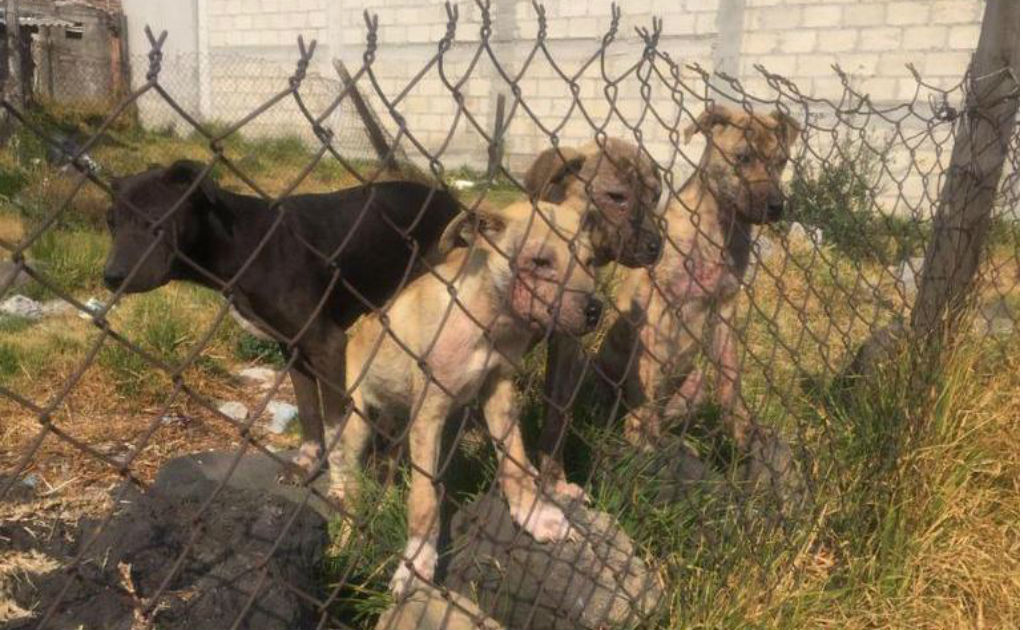 Jalisco castigará hasta con 3 años de prisión el maltrato animal