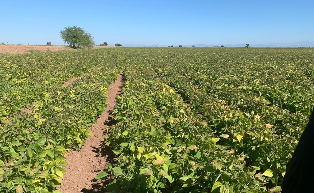 Afecta clima más de 50 mil hectáreas de cultivos en Sinaloa