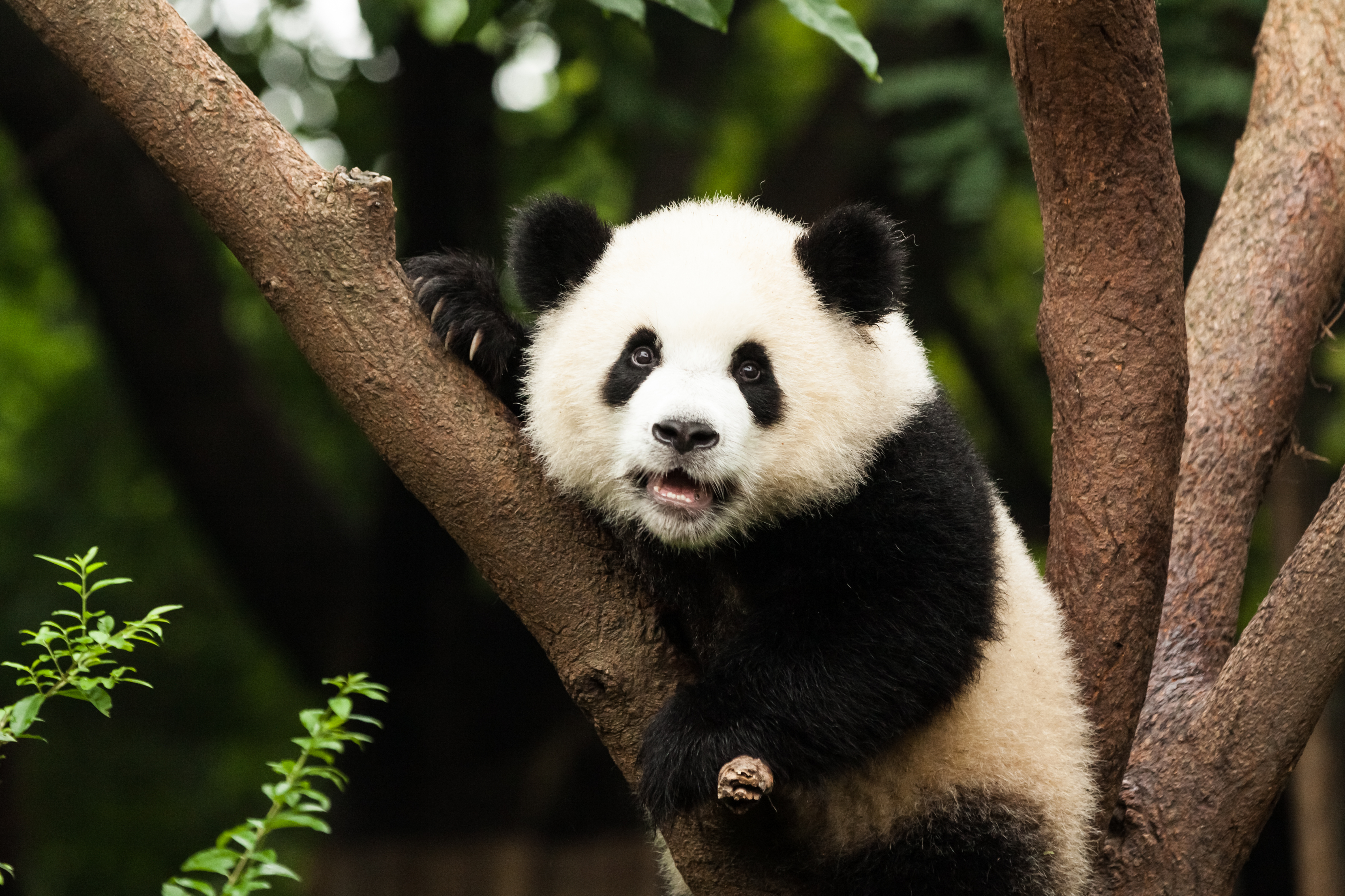 Pandas, en riesgo de quedar sin hogar