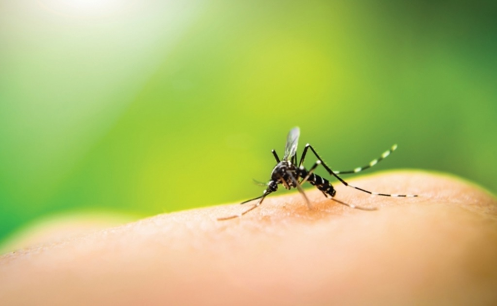 Garantizan abasto de insecticida para controlar mosco trasmisor de dengue, zika y chikungunya 