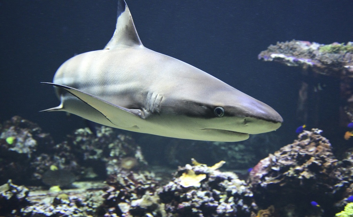 Turista mexicana queda herida de gravedad tras ataque de tiburón en las islas Galápagos