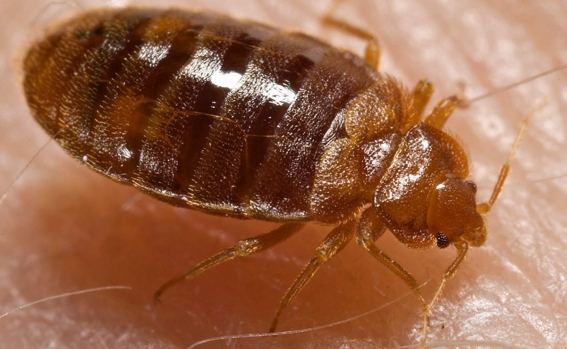 Chinches de primer mundo: Francia lanza contraofensiva contra las plagas de este insecto