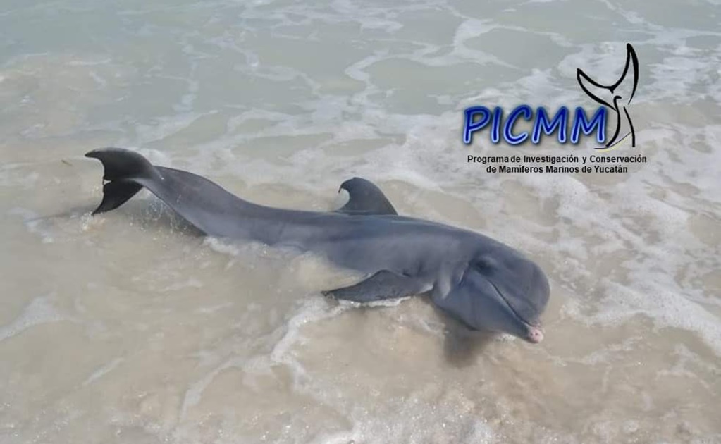 Rescatan a delfín varado en puerto de Las Coloradas, en Yucatán 