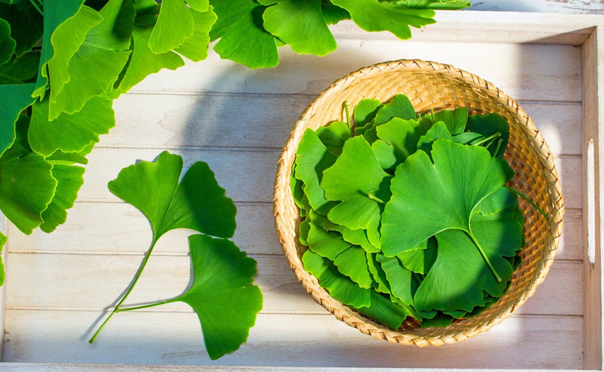 Cuáles son las propiedades medicinales del Ginkgo Biloba