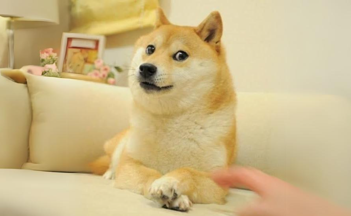 Muere Kabosu, el perro que inspiró el meme 'Doge' y a Dogecoin; ¿cuál es su historia?