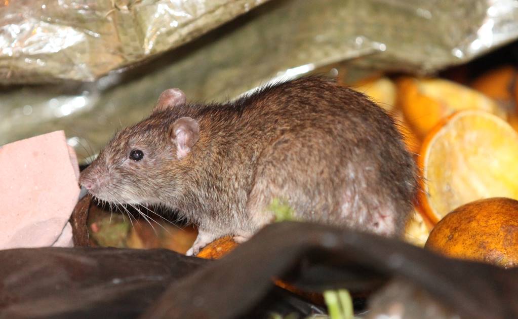 Combaten plaga de ratas en SLP