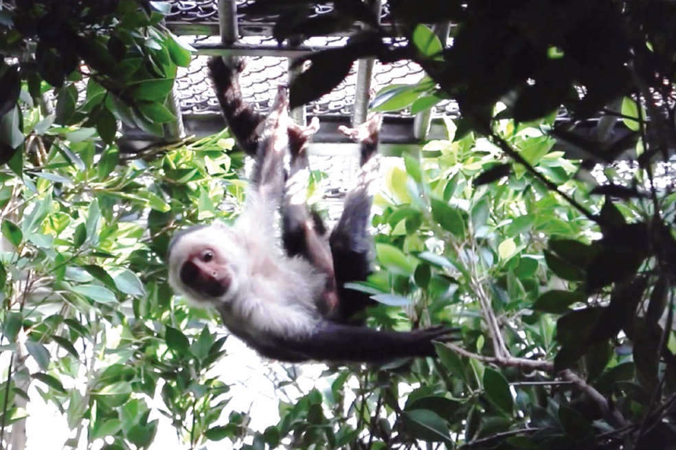 Mono “de las Lomas” vivirá en Chapultepec