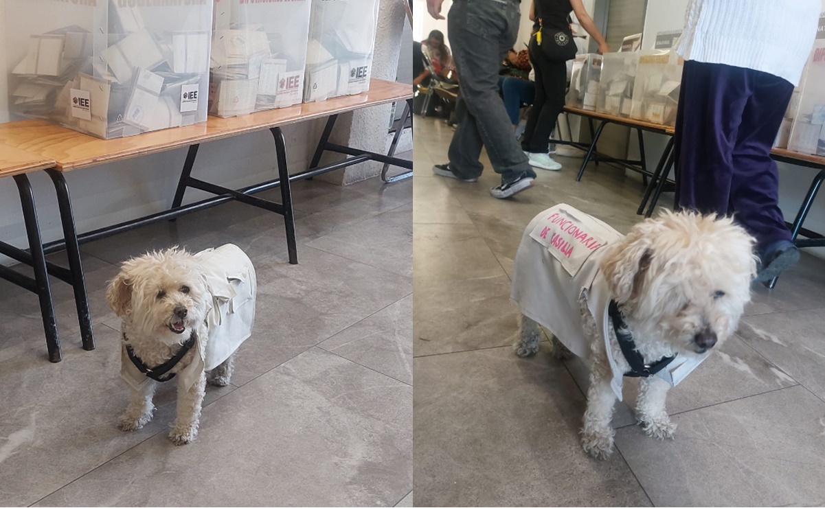 Elecciones 2024: Daisy, la perrita funcionaria de casilla que vigila las urnas en la jornada electoral