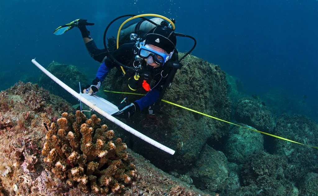 Científicos mexicanos descubren nueva especie de anémona de mar