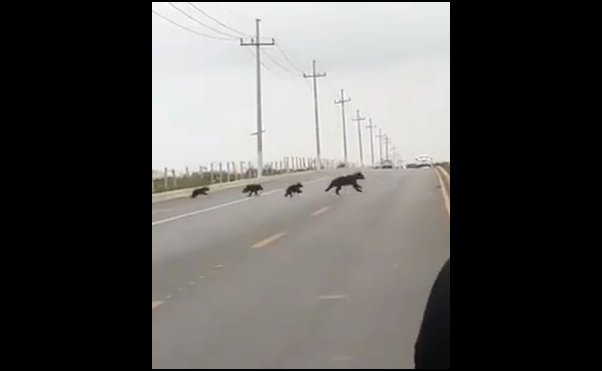 VIDEO: Graban a familia de osos paseando por carretera de Saltillo, Coahuila