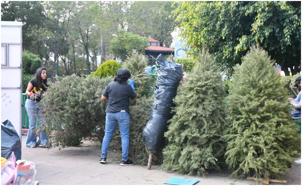 ¿Dónde reciclar mi árbol de Navidad? Azcapotzalco lanza campaña de acopio