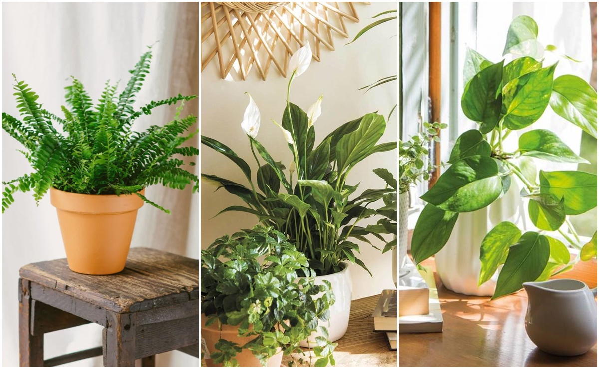 5 plantas que te ayudarán a refrescar tu casa en esta temporada de calor