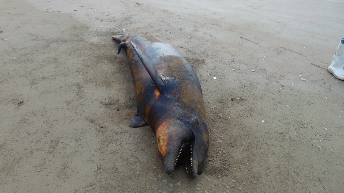 Reportan muerte de delfines y tortugas en Isla de Sinaloa