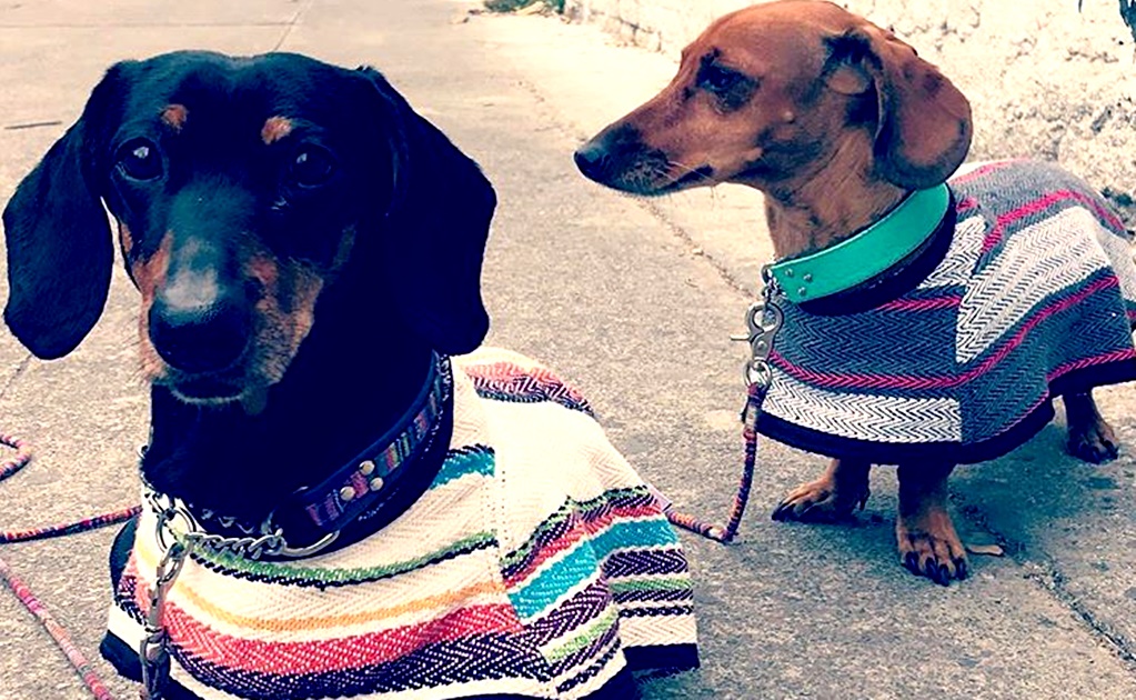 Mexican ponchos for your fur babies 