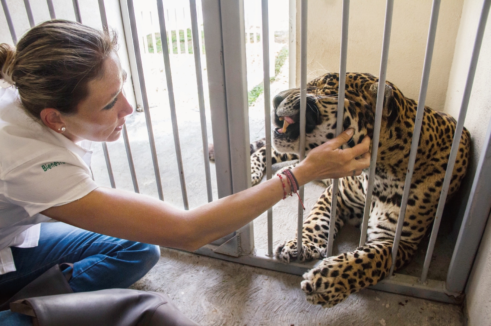 Sin circo. Animales en un nuevo hogar