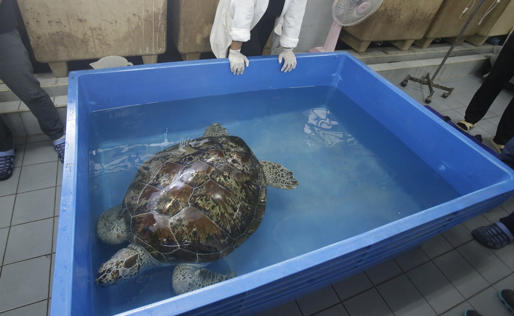 La tortuga tailandesa que se tragó 915 monedas vuelve a nadar