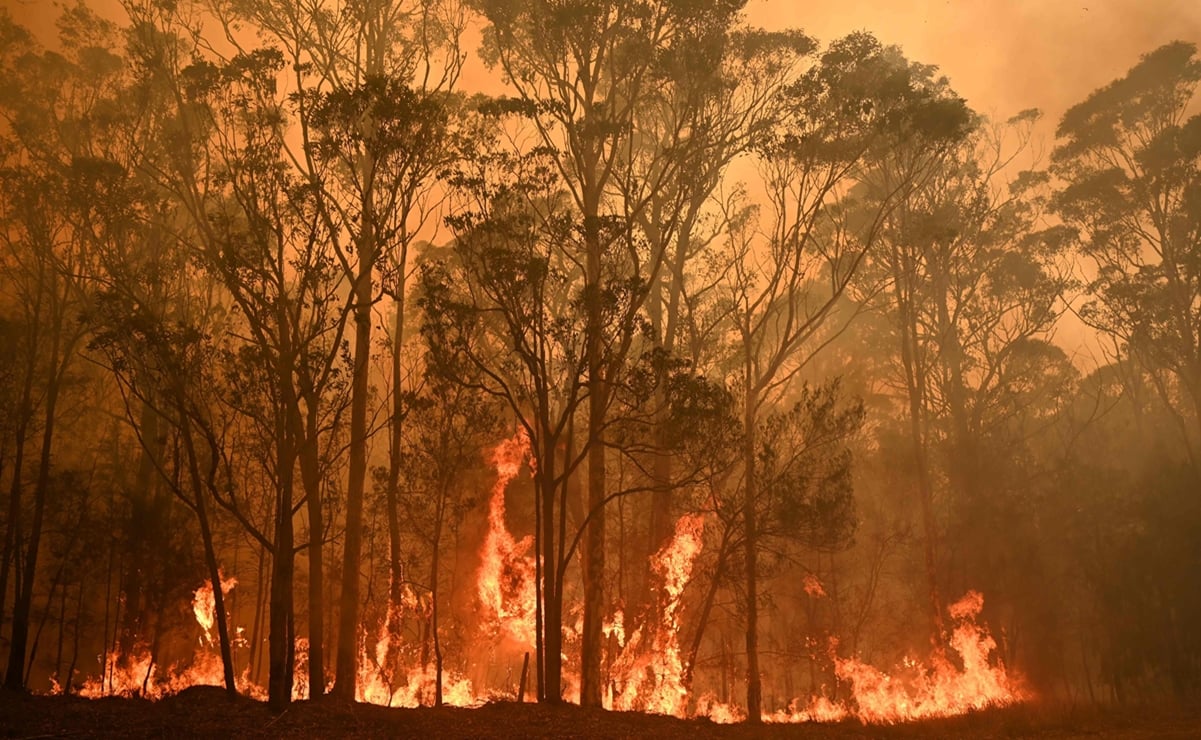 Pirogeografía, esta es la ciencia que estudia los incendios devastadores como los de Australia