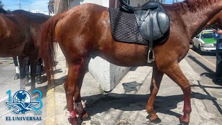 Estampida de 8 caballos de la policía causa destrozos y deja heridos en Toluca