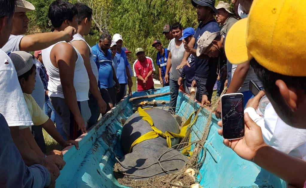 Hallan otro manatí muerto en Tabasco