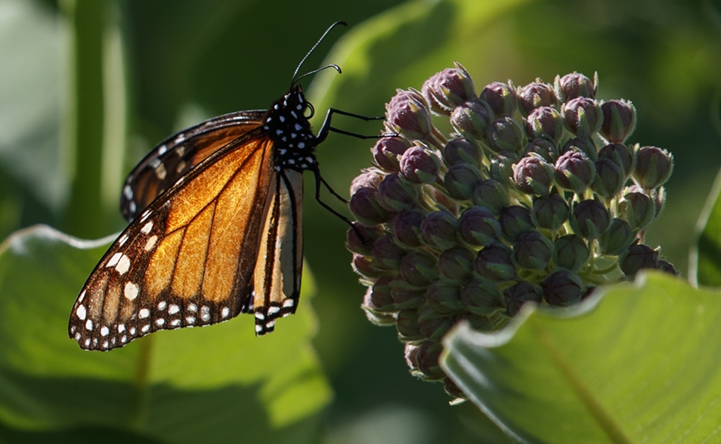 ¿Por qué una nueva orden de Trump amenaza a las mariposas monarca?