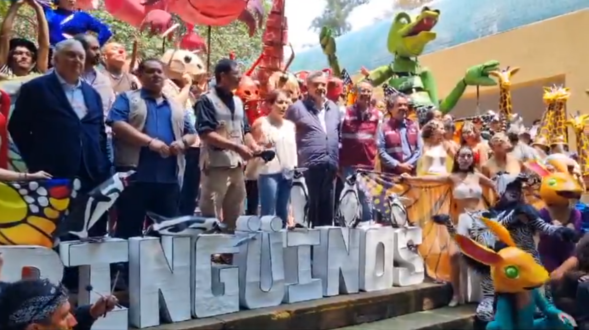 VIDEO: ¡Ya los puedes visitar! Zoológico de Chapultepec celebra sus 101 años con nuevos pingüinos de Humboldt