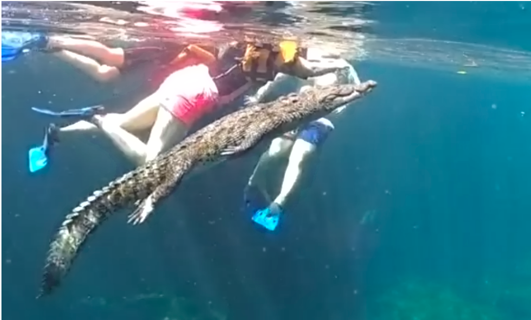 Panchito, el cocodrilo que nada con turistas en un cenote de Tulum