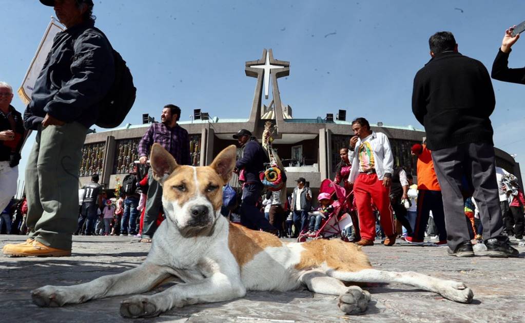 Peregrinos abandonan perros en la Basílica