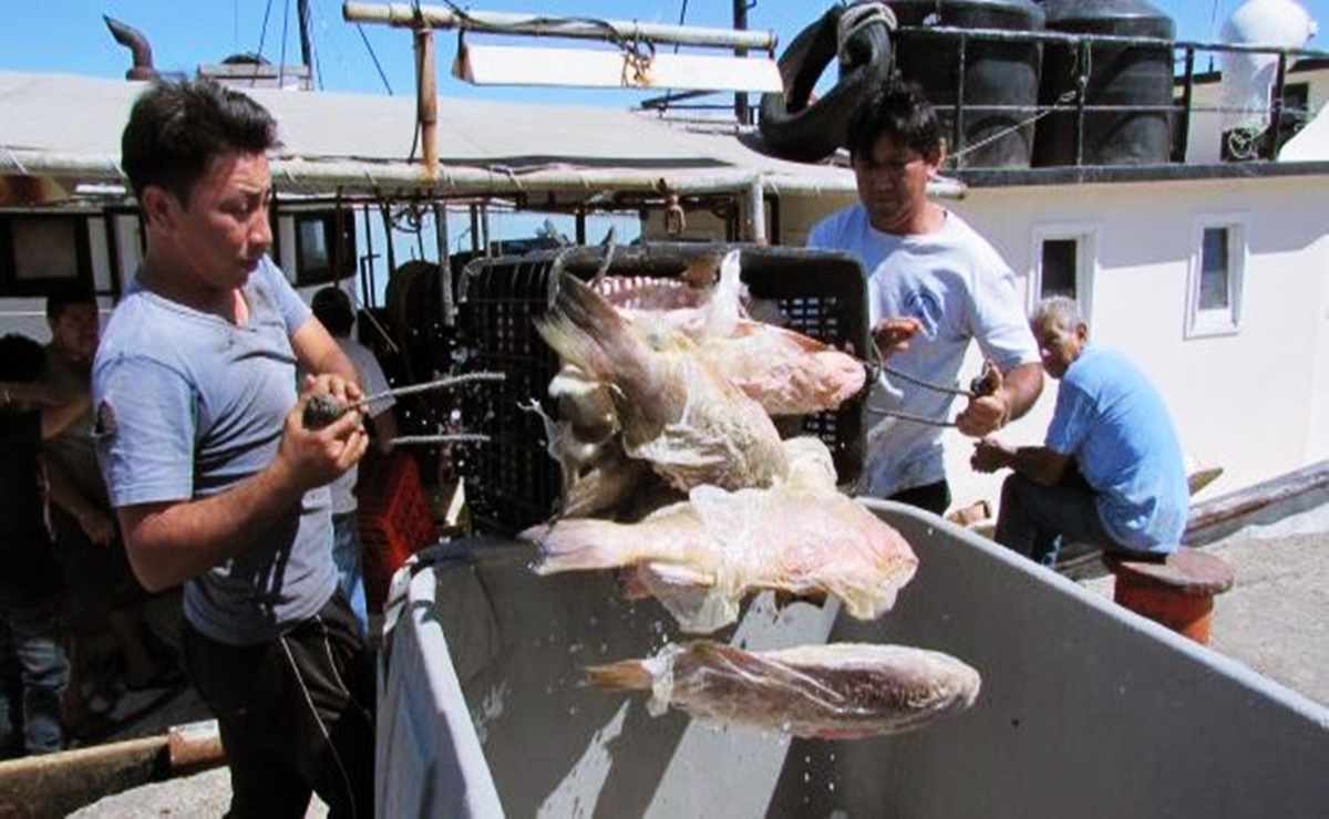 Pesca de mero en Yucatán desplomada por altas temperaturas alertan industriales