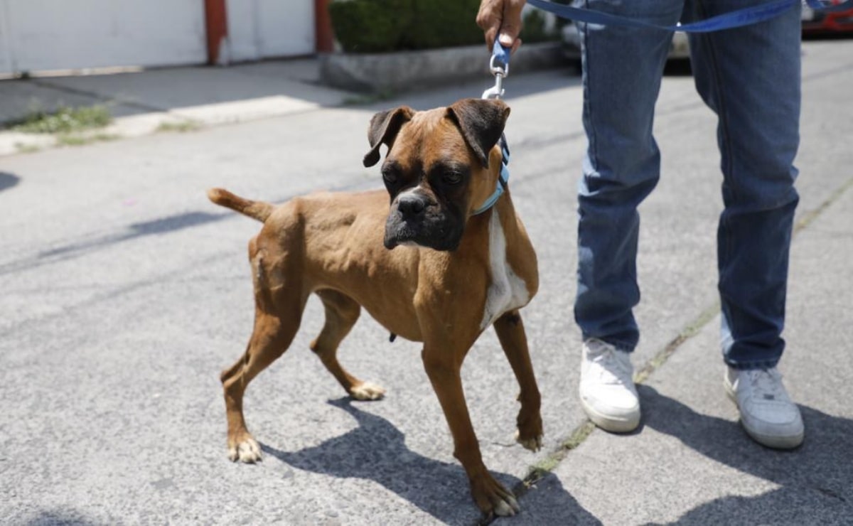 Sólo con correa, mascotas podrán ingresar a parque de Naucalpan, determinan autoridades 