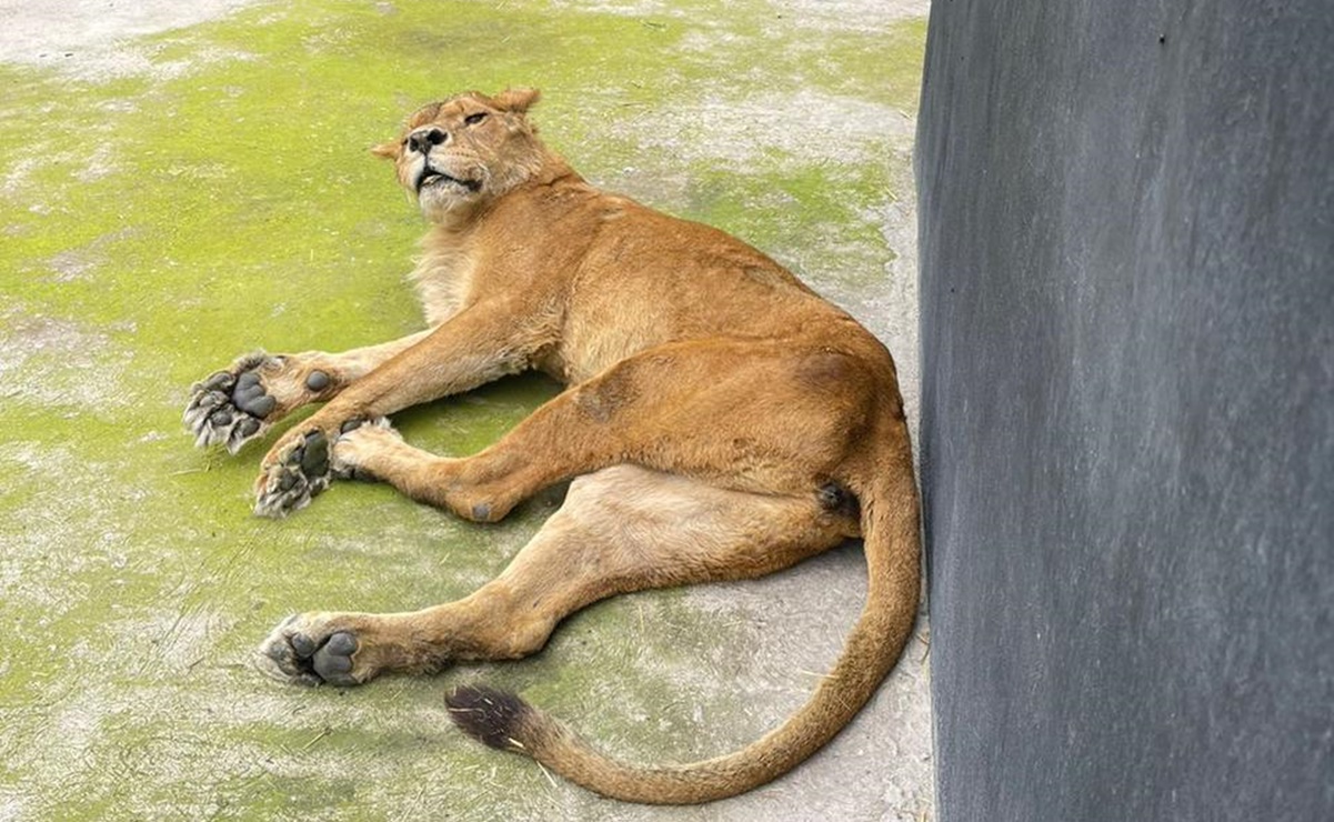 De carácter "reservado", la salud de 5 felinos rescatados de santuario de Tlalpan: zoológico de Zacango