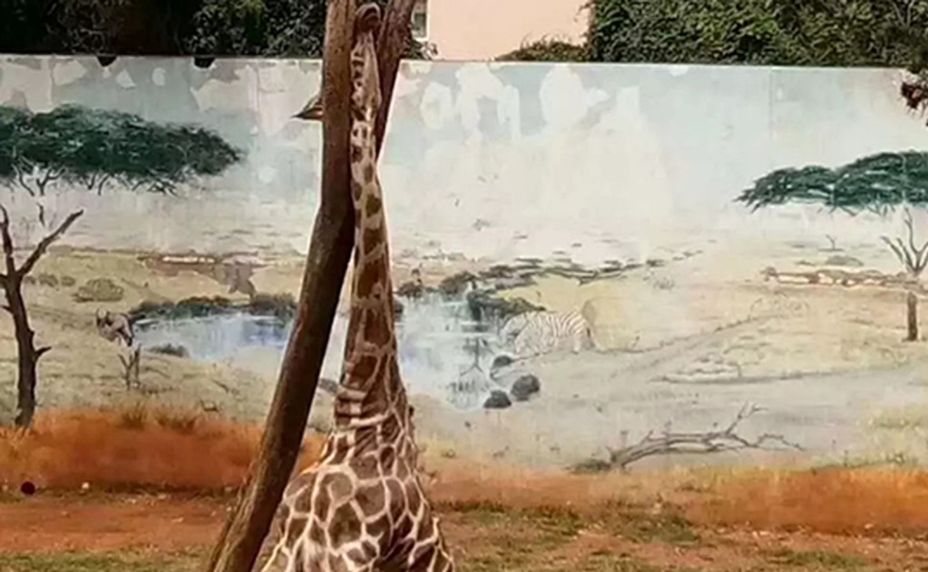 Video. Jirafa queda atorada en un árbol en zoológico de China y muere