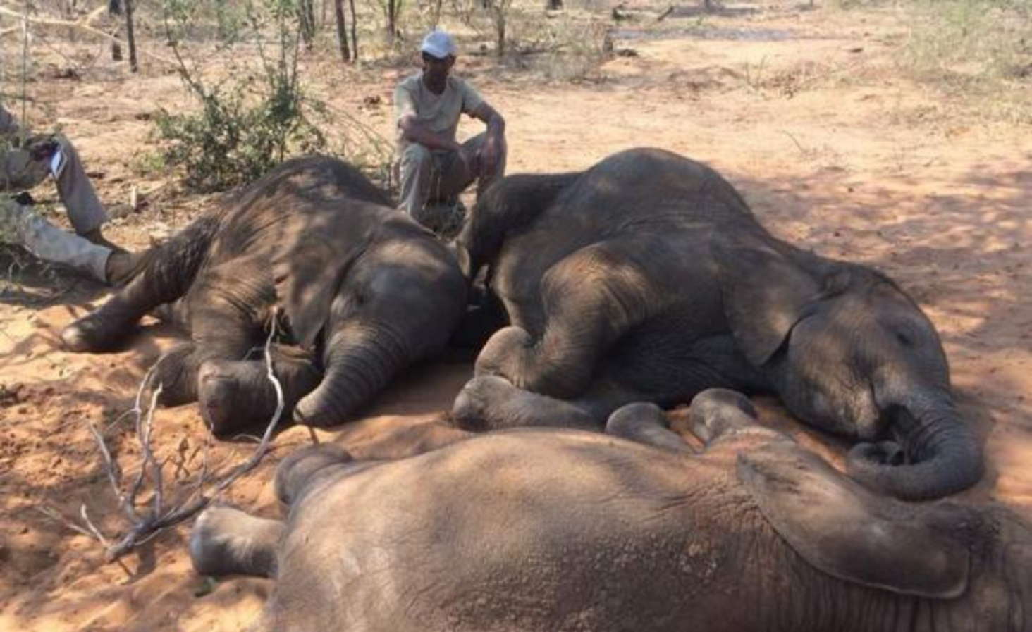 Van 90 elefantes asesinados por cazadores furtivos en Botsuana en tres meses