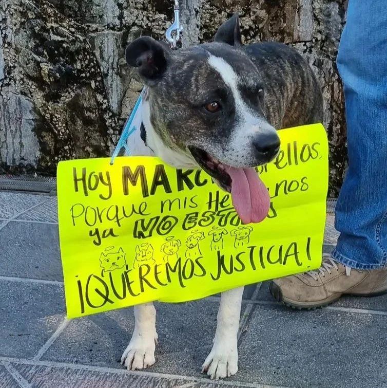 Video. Muere Magdaleno, perrito que había sido macheteado en Querétaro