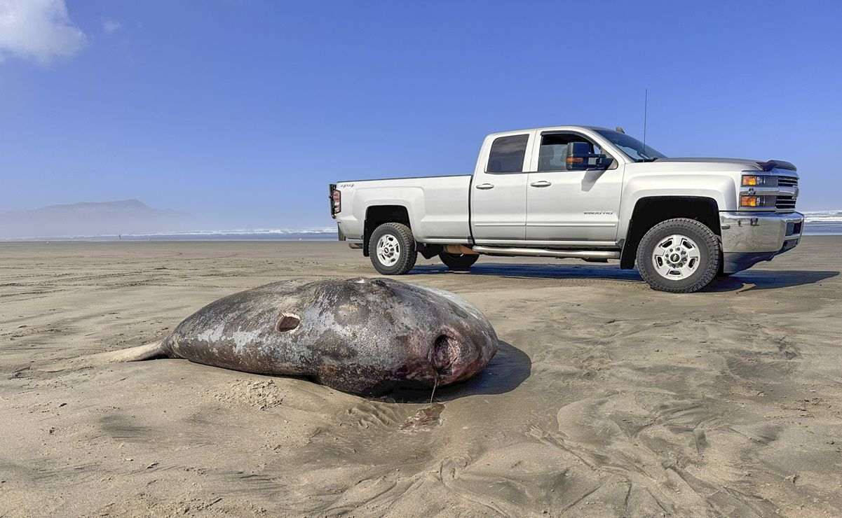 Pez luna embaucador de 2 metros sorprende en playa de Gearhart en costa de Oregón 