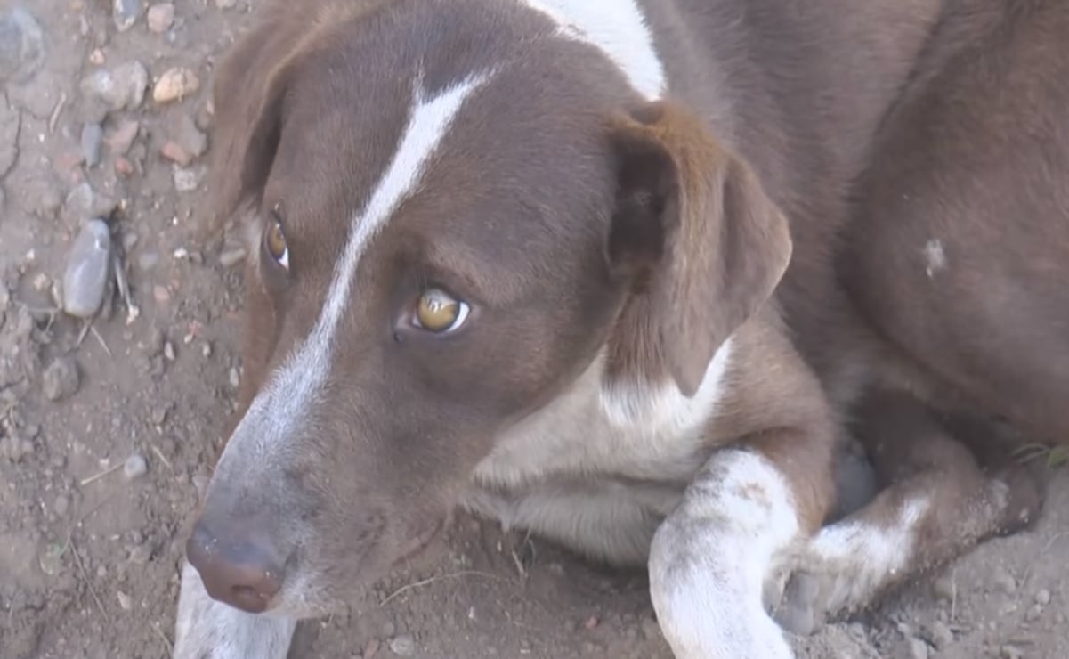 “Cuchufleto”, el perro que espera a su dueño, uno de los fallecidos en mina de Múzquiz