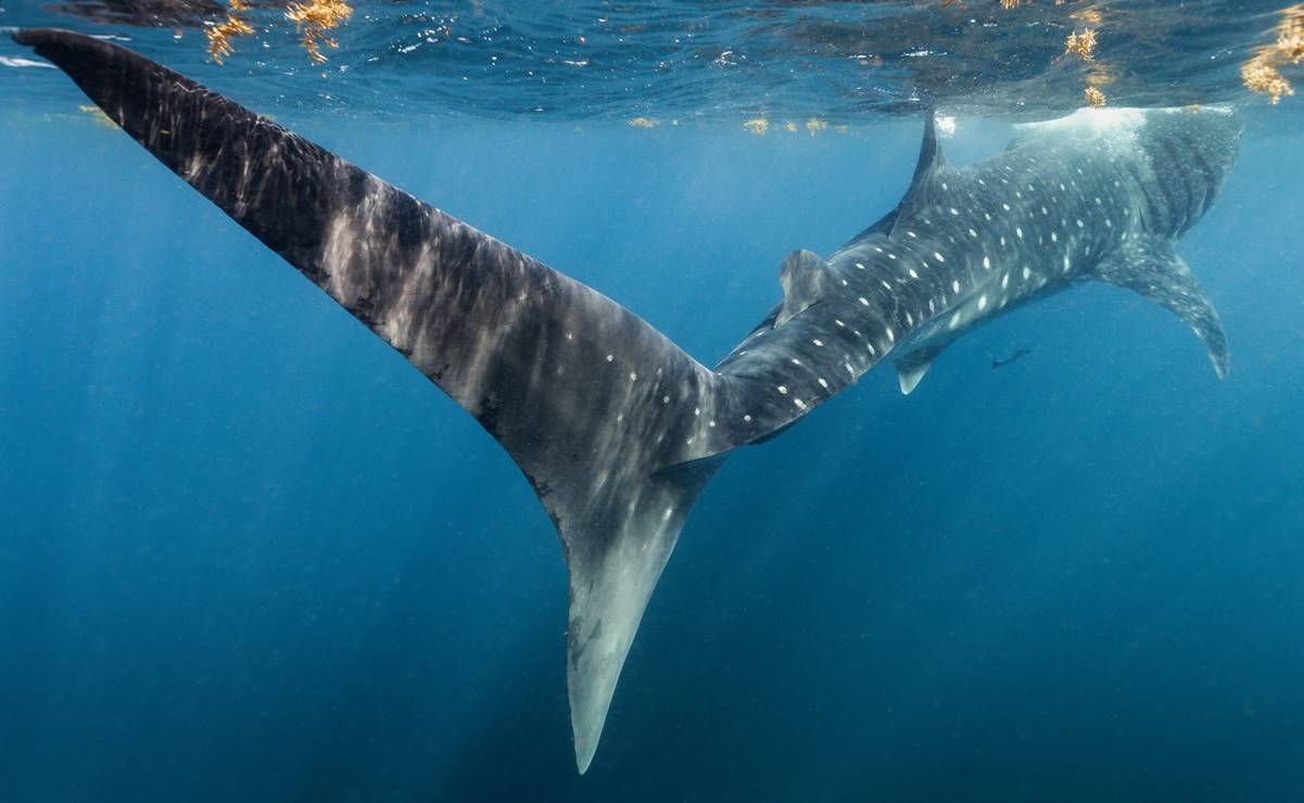 Los tiburones ballena de El Azul mexicano