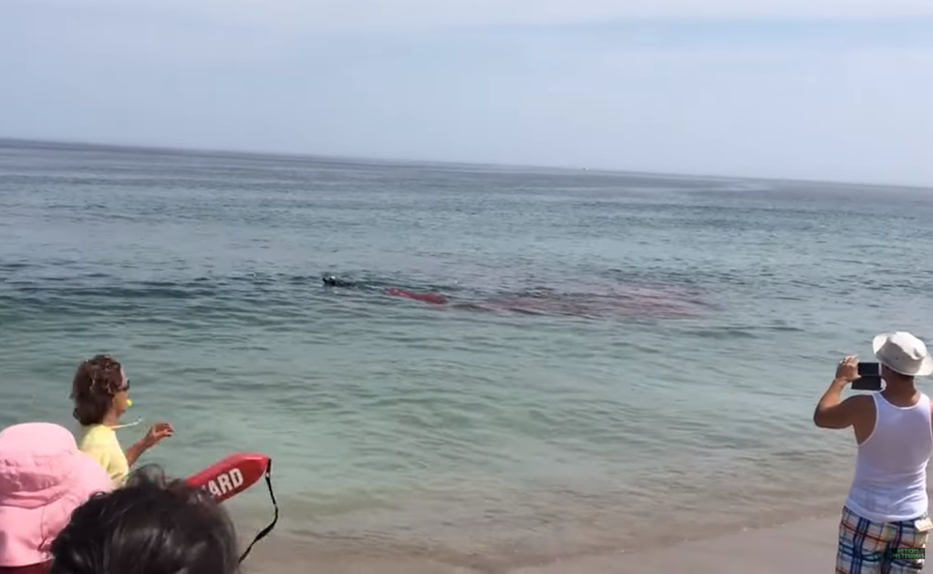 Video. Captan feroz ataque de tiburón a un león marino en playa de EU