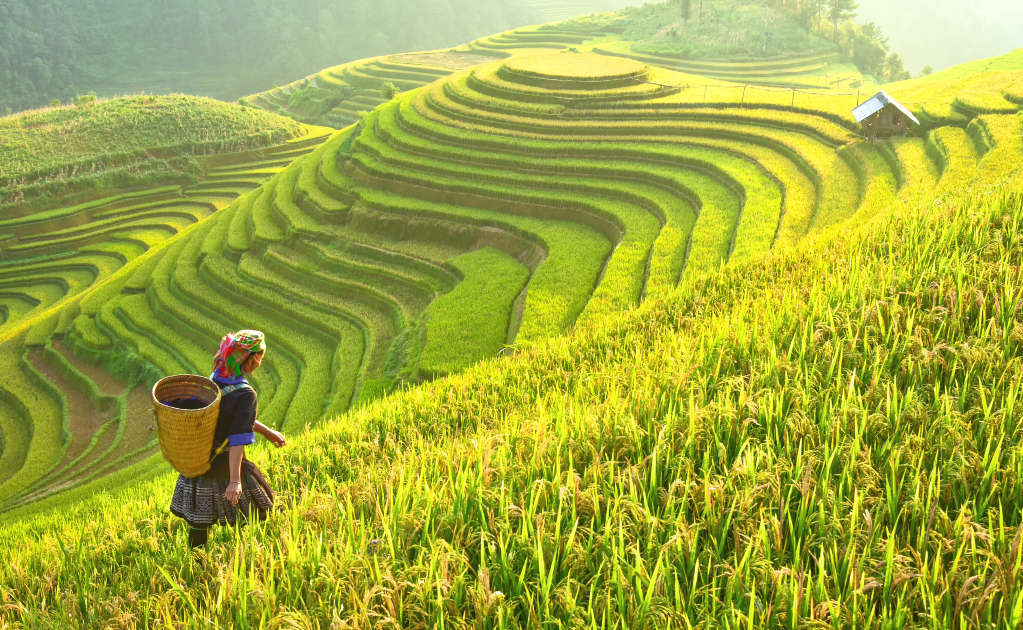 Vietnam: así son sus increíbles arrozales