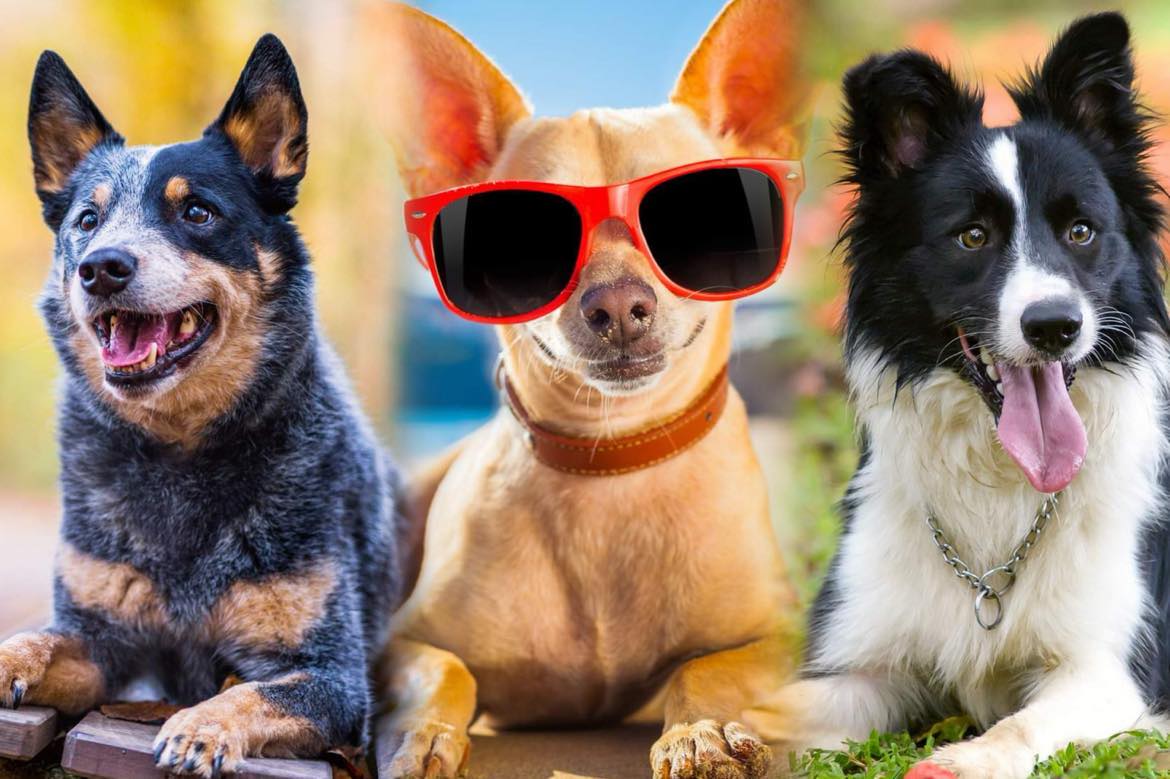 8 razas de perros más saludables y con menos probabilidades de enfermar