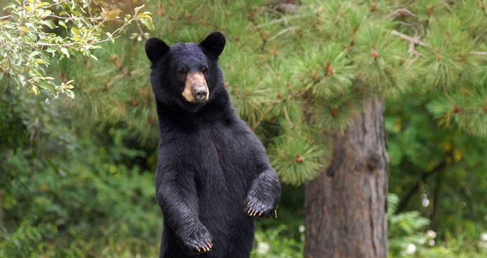 Mujer de Minnesota muere por ataque de oso negro 