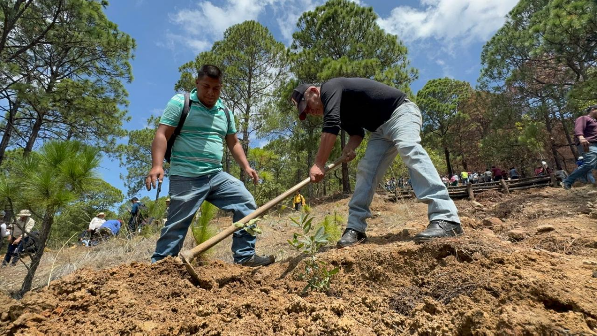 Probosque inicia reforestación en región sur del Edomex 