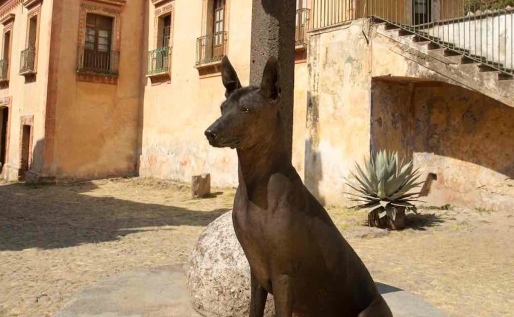 Xoloitzcuintle: The Mexican hairless dog who will guide you to the underworld
