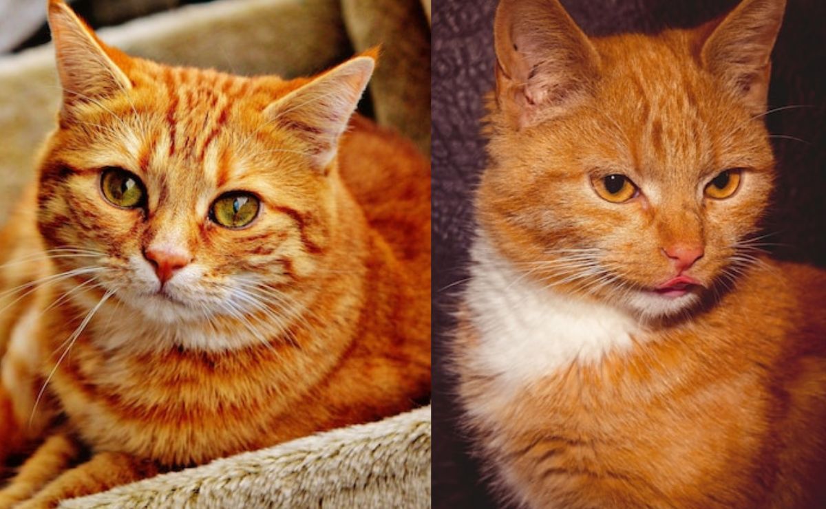 Los 15 nombres más originales para gatos de color naranja